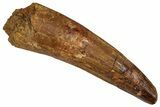 Fossil Spinosaurus Tooth - Feeding Worn Tip #350088-1